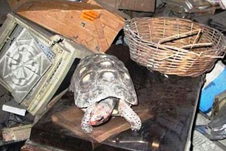 Chú[-]rùa[-]Manuela[-]vẫn[-]sống[-]bình[-]thường[-]sau[-]30[-]năm[-]mắc[-]kẹt